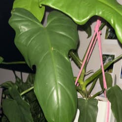 Horsehead Philodendron plant