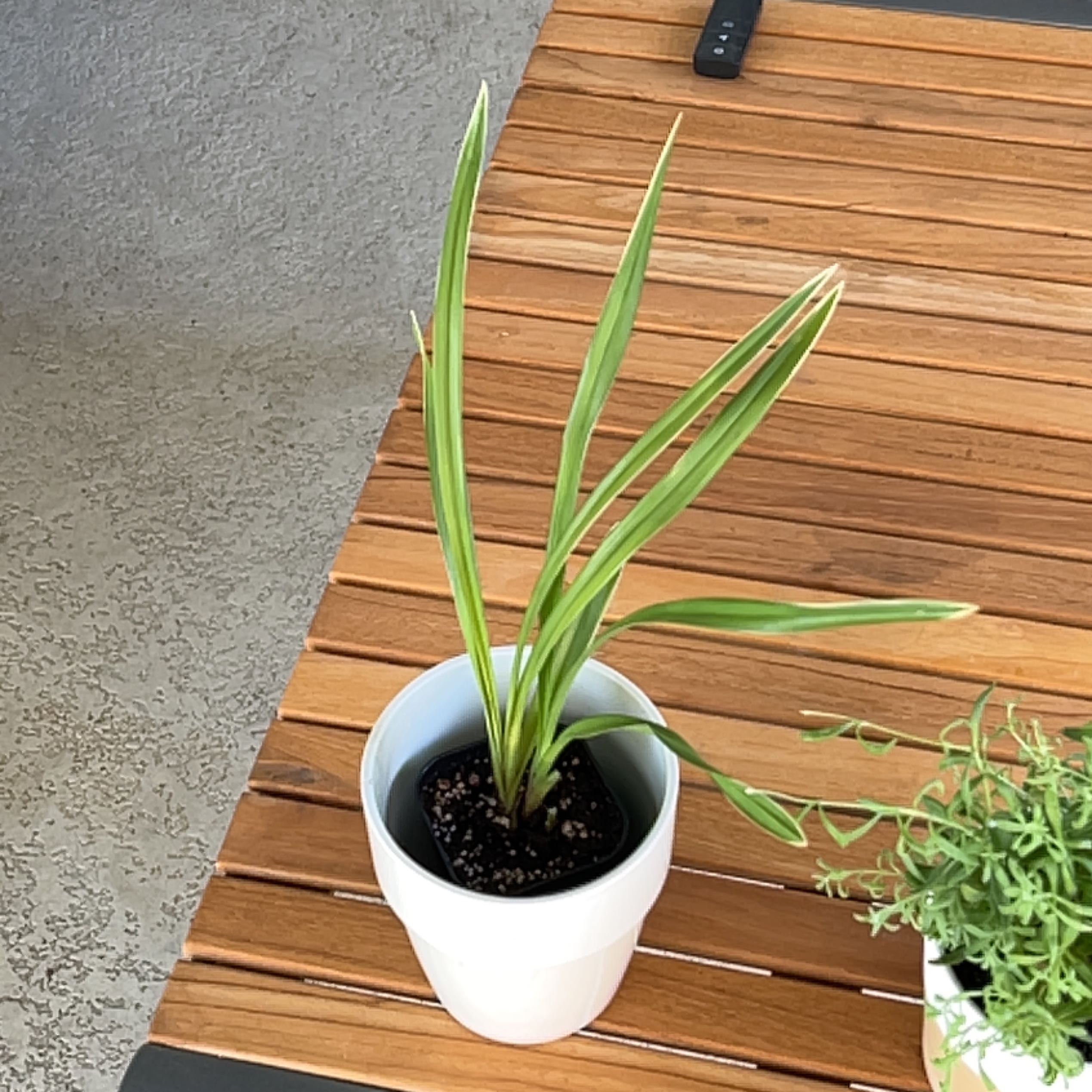 Photo of the plant species Cymbidium Panalatinga by @NimbleCorkelm named Blue on Greg, the plant care app