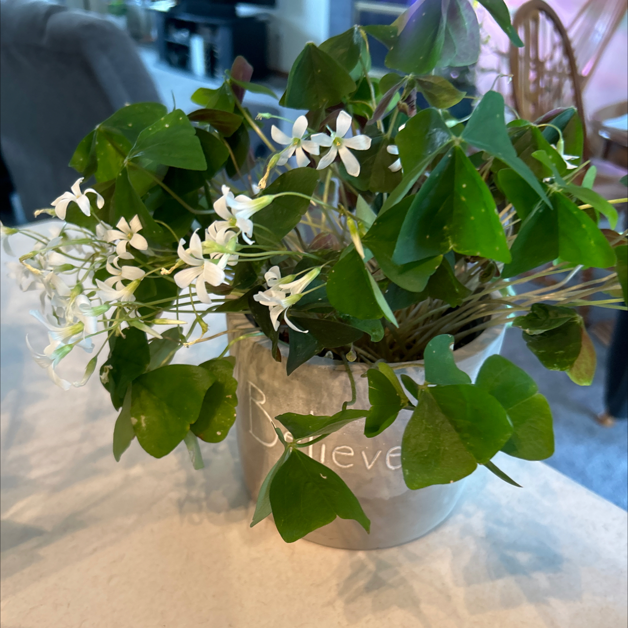 Potted Broadleaf Woodsorrel with green leaves and white flowers in a 'Believe' pot.
