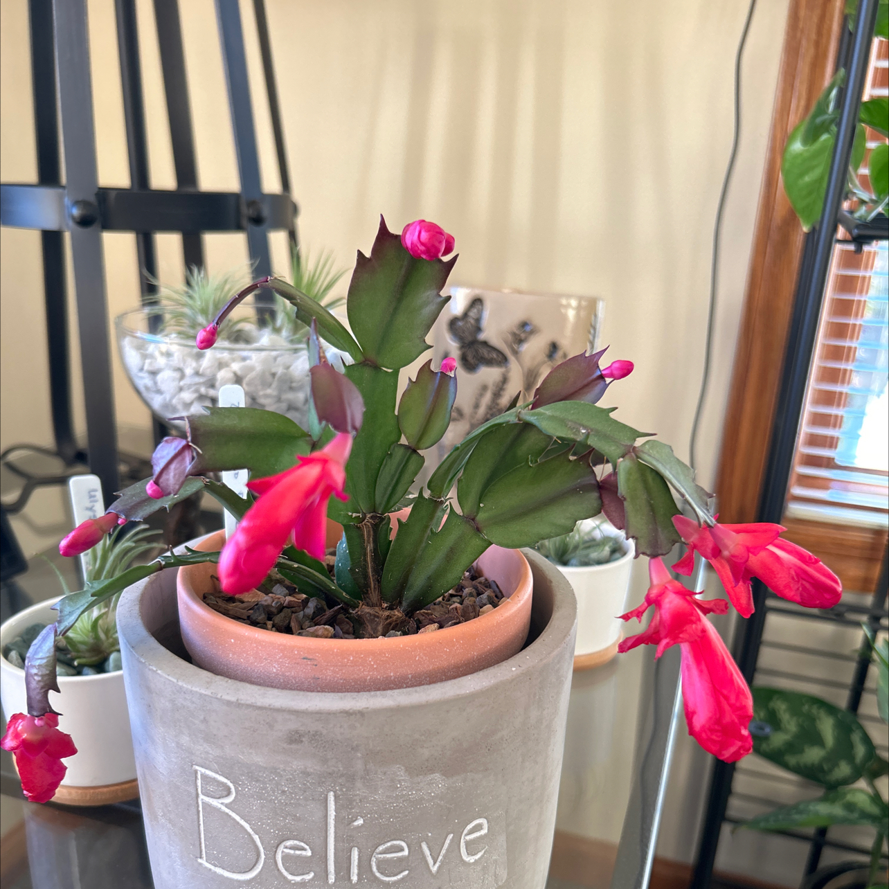 Christmas Cactus in a pot labeled 'Believe' with vibrant red flowers, surrounded by other plants.