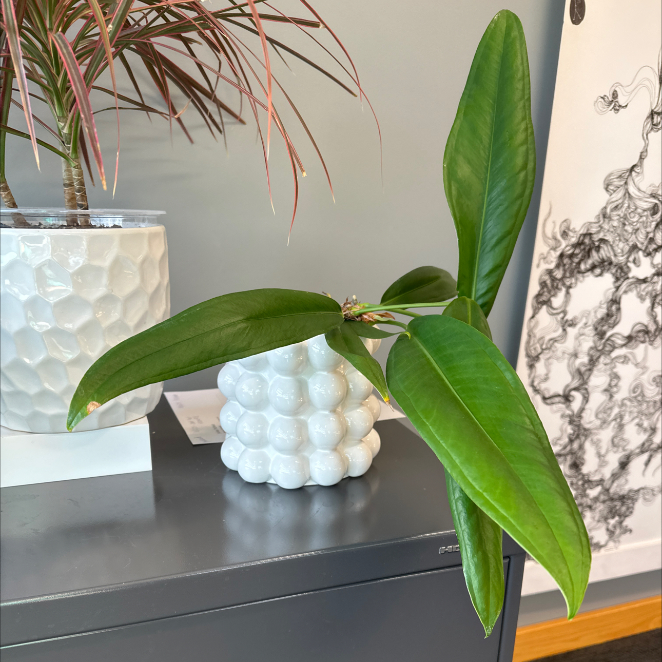 Photo of the plant species Anthurium bakeri by @HeiressFeijoa named Bodhi office on Greg, the plant care app