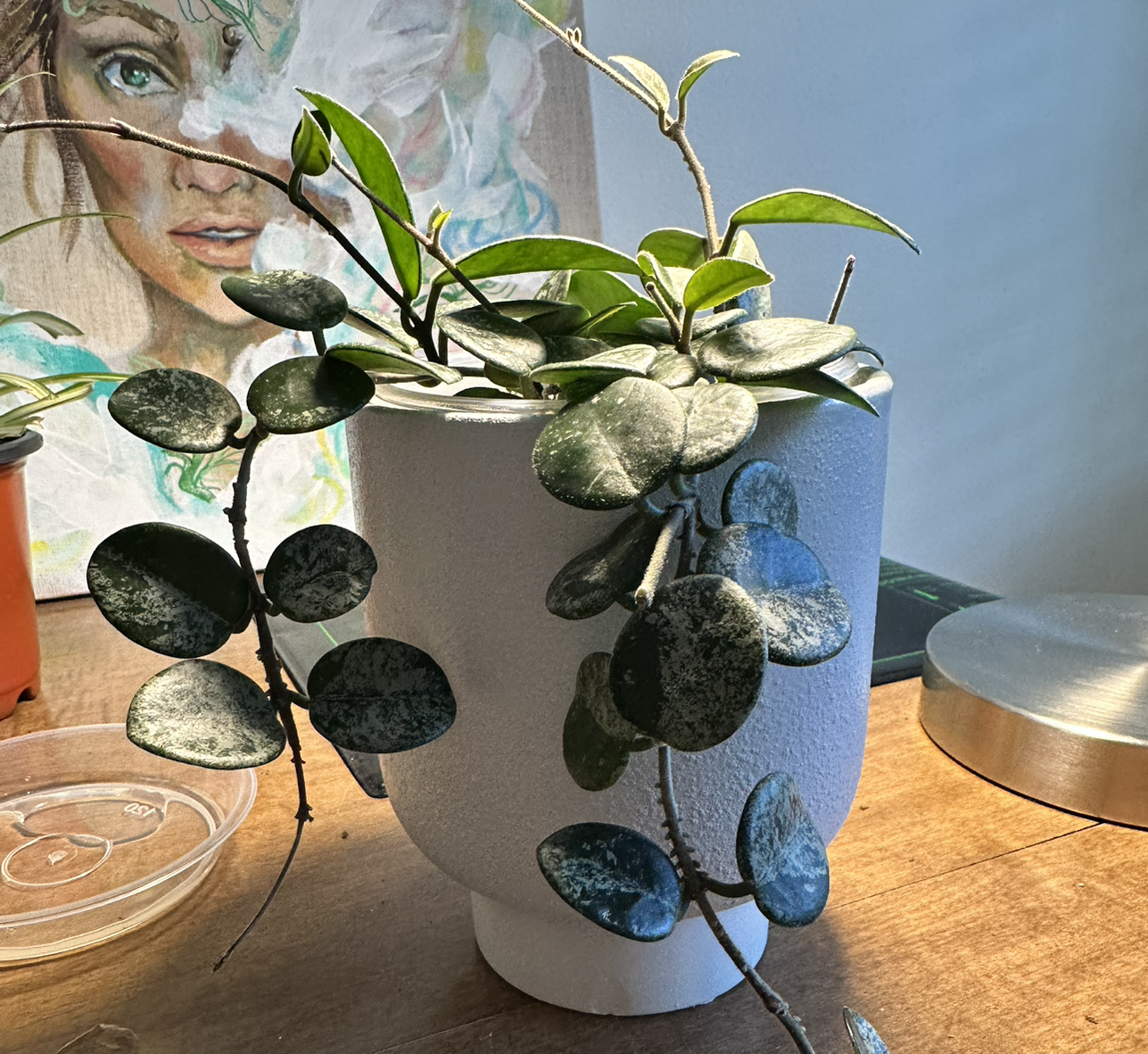 Photo of the plant species Hoya 'Mathilde Splash' by @HeiressFeijoa named Elle on Greg, the plant care app
