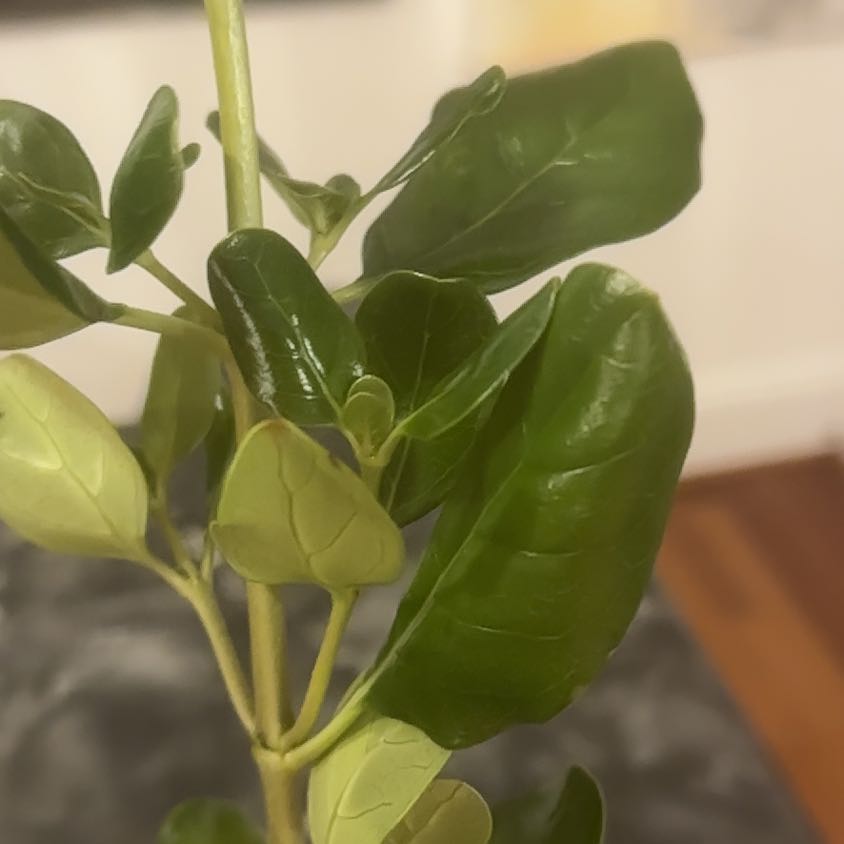 Photo of the plant species Coprosma Repens by @HeiressFeijoa named Tree Diddy on Greg, the plant care app