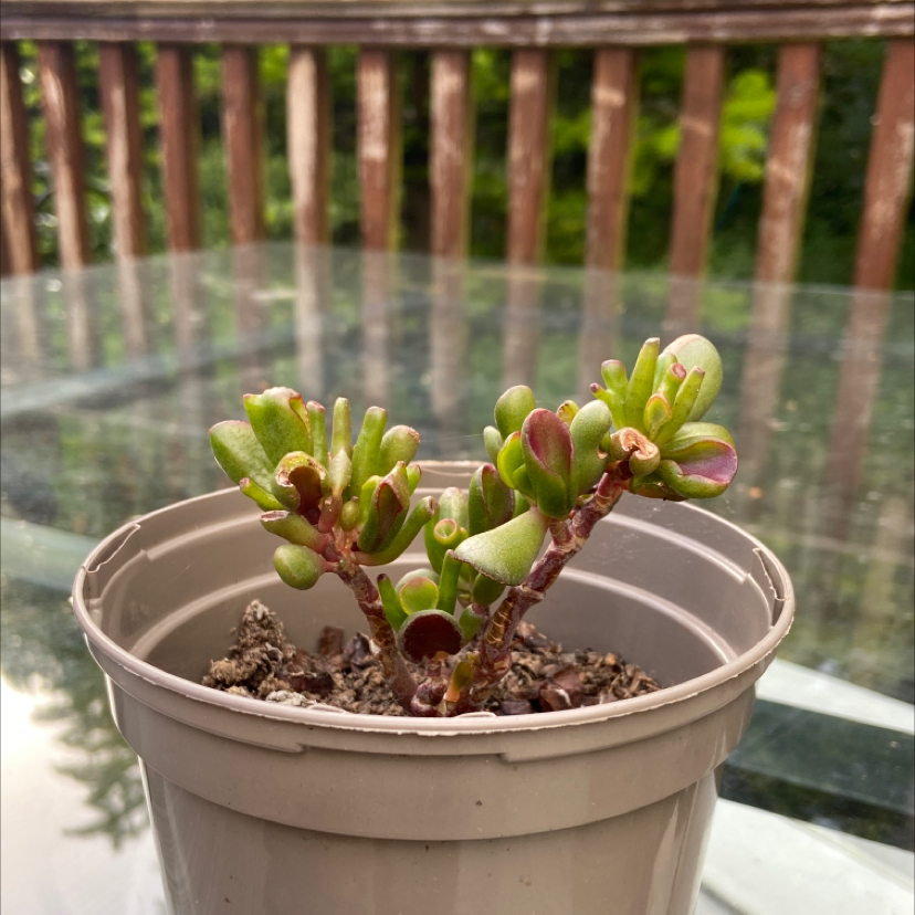 Lucky Plant plant photo by @plantsrcute named bestie on Greg, the plant care app.