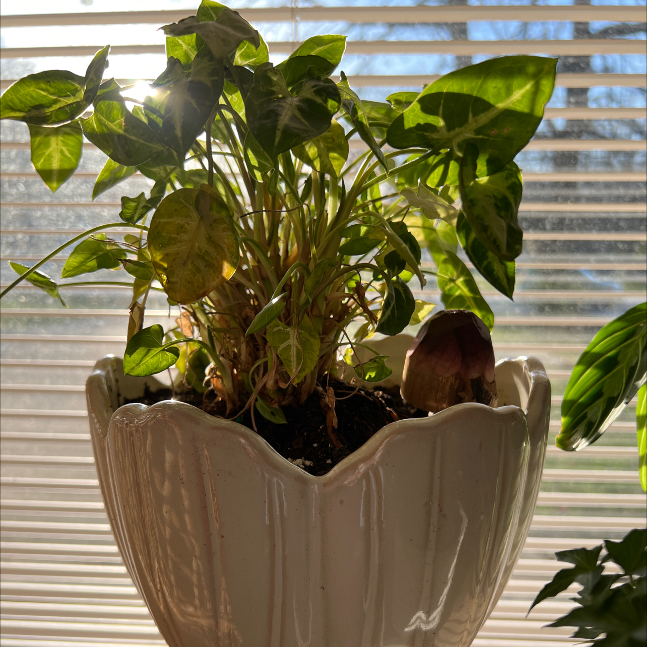Syngonium 'White Butterfly' plant in a white pot with visible yellowing and browning leaves.