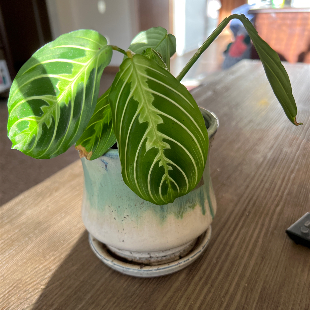 Lemon Lime Prayer Plant in a small pot with vibrant green leaves and white veins.