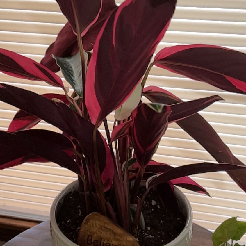 Stromanthe sanguinea 'Tricolor' plant with vibrant red, pink, and green leaves in a pot.