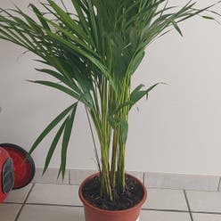 Kentia Palm plant