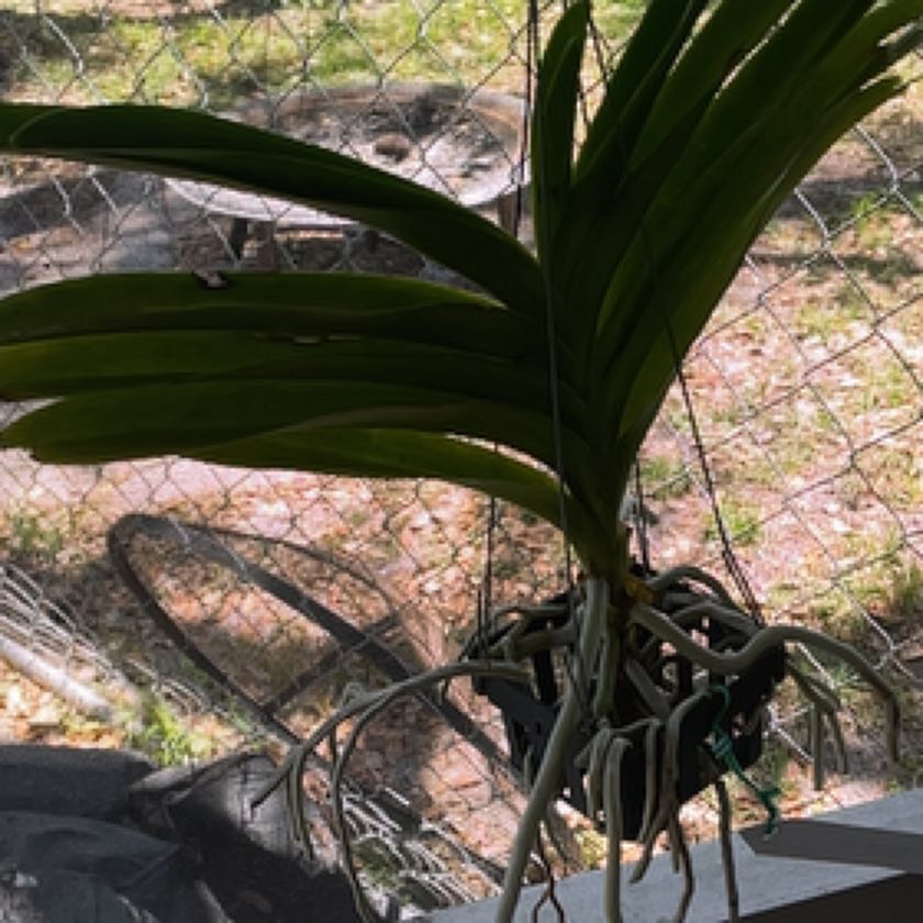 Photo of the plant species Pachara Delight Blue Orchid by @GeniusLemon named Plato on Greg, the plant care app