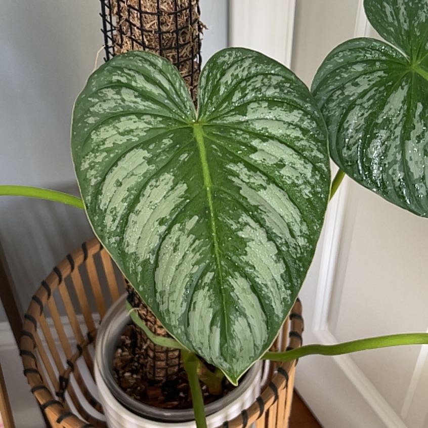 Philodendron Pastazanum with large, healthy, heart-shaped leaves supported by a moss pole.