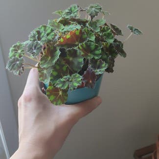 Begonia Tiger Paws plant in New York, New York