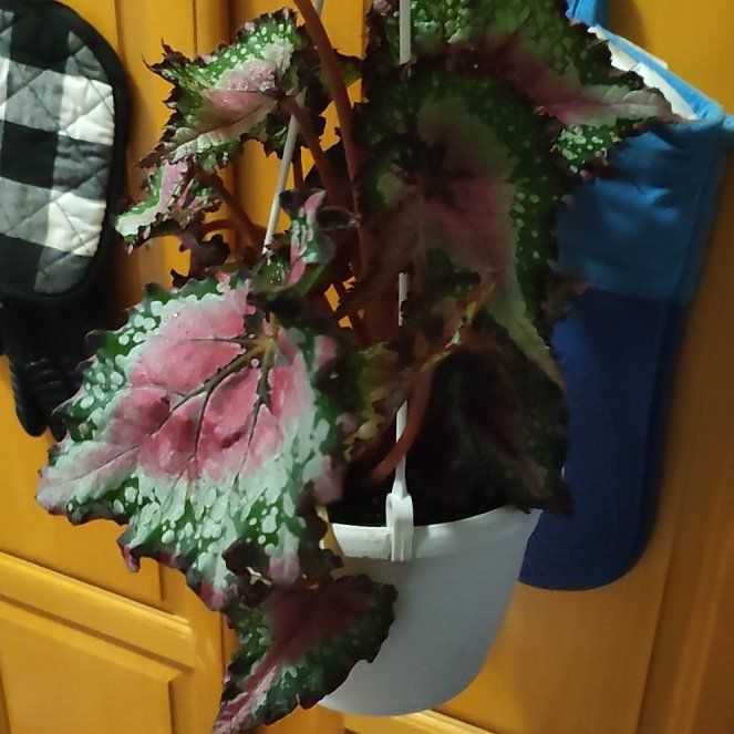 Photo of the plant species Rex Begonia Jurassic Watermelon by @Xuwicha named Sarah on Greg, the plant care app