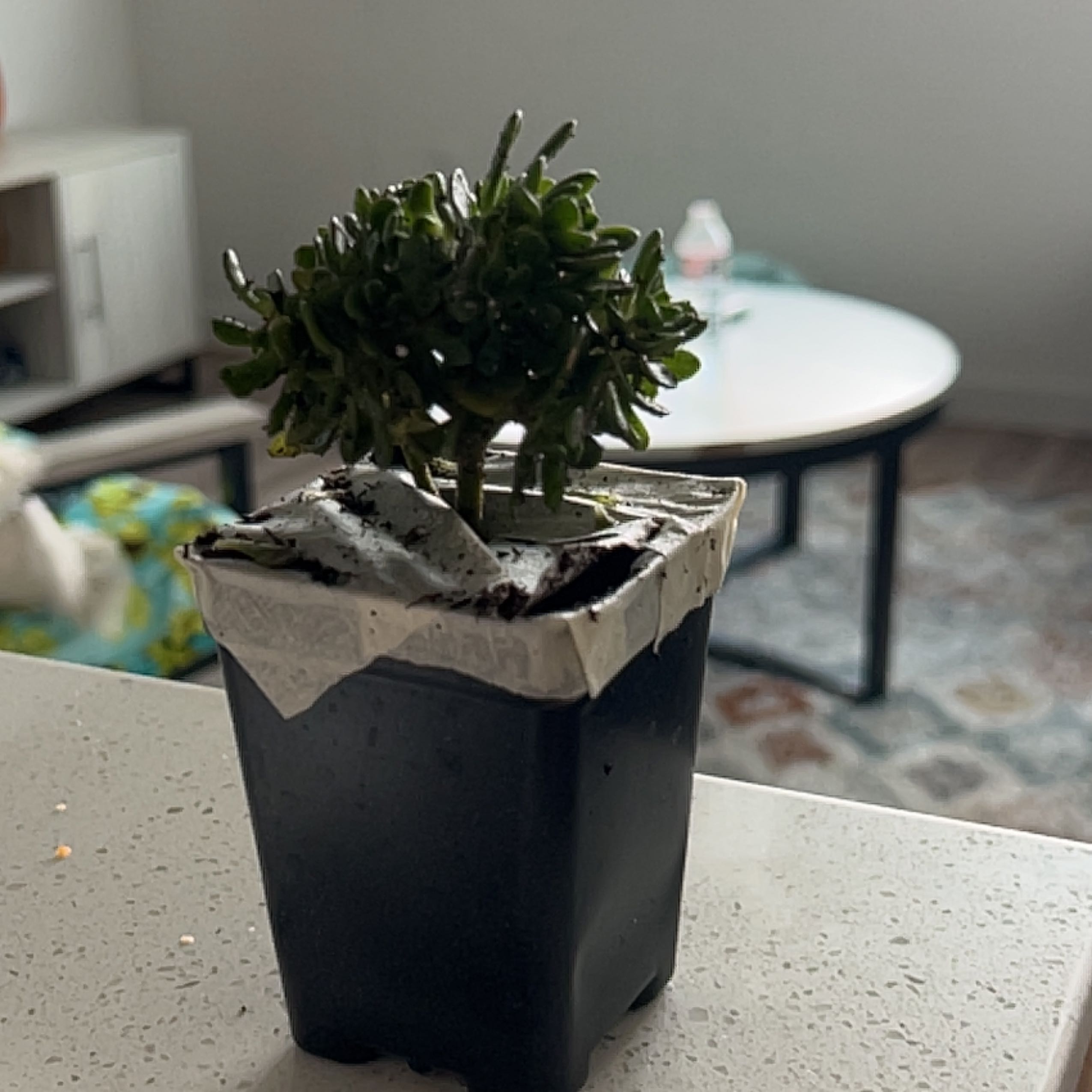 Photo of the plant species irish blessing tree by @IconSagebush named Sonic on Greg, the plant care app