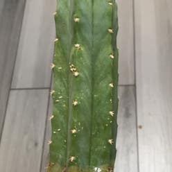 Hedge Cactus plant
