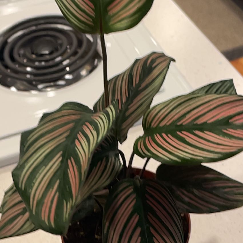 Photo of the plant species White Star Calathea by @GeminiDiva named Aurora on Greg, the plant care app