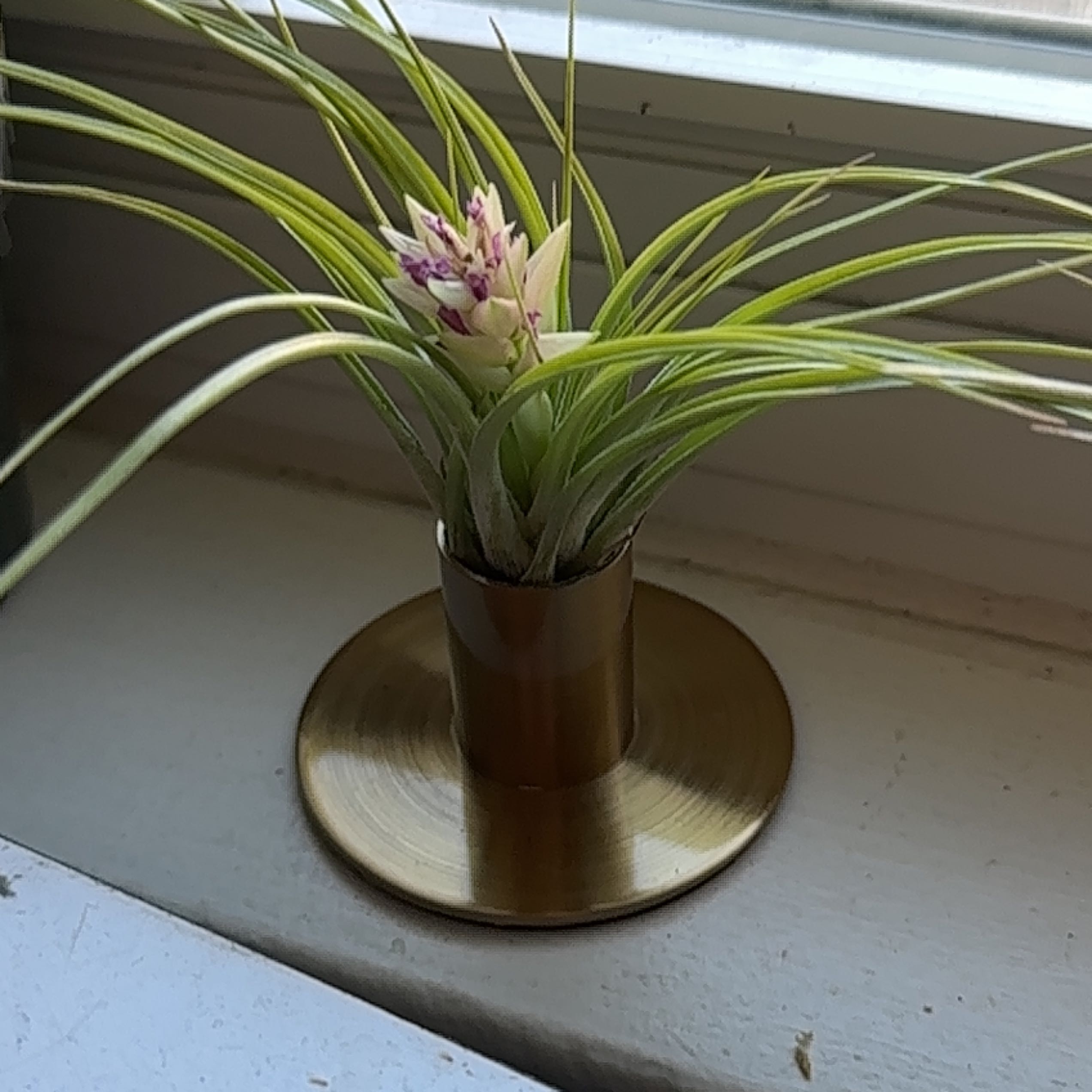 Aeranthos Air Plant in a small container on a windowsill, with visible flower.