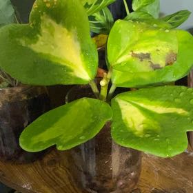 Photo of the plant species reverse variegataed hoya kerri by @Ofishalmascot named Carrie on Greg, the plant care app