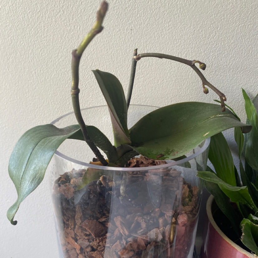 Photo of the plant species Early-Purple Orchid by @brooke.rg named Miguel on Greg, the plant care app