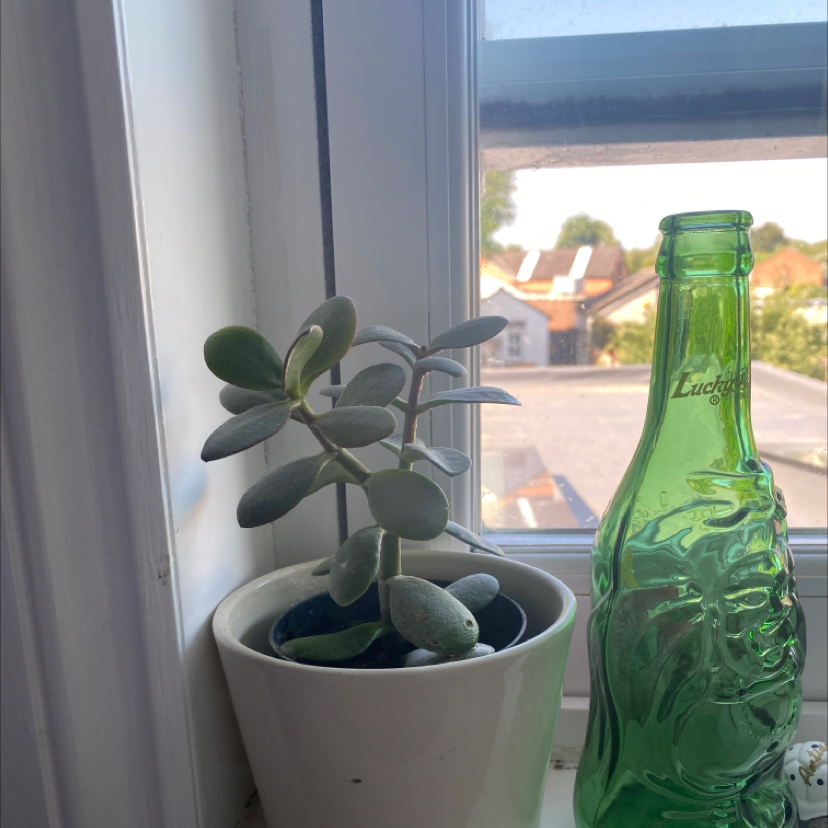 Lucky Plant plant photo by @brooke.rg named Achilles on Greg, the plant care app.