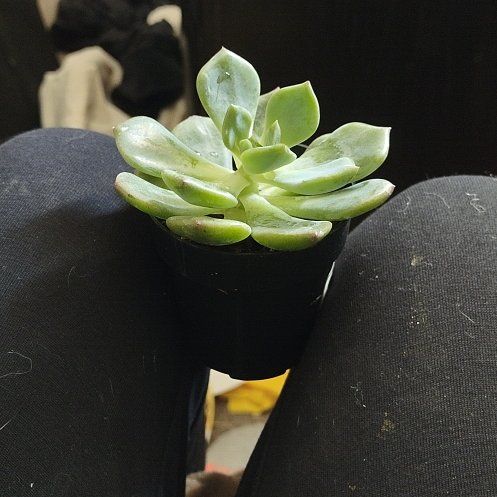Photo of the plant species Echeveria 'Blue Topaz' by @ZanyCucamelon named Winston on Greg, the plant care app