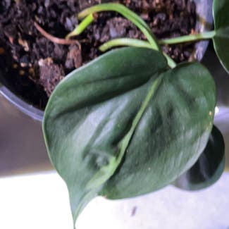 Philodendron Brasil plant in Madison, Alabama