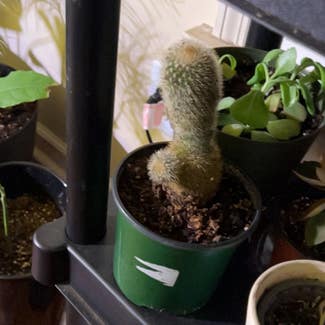 Lady Finger Cactus plant in Madison, Alabama