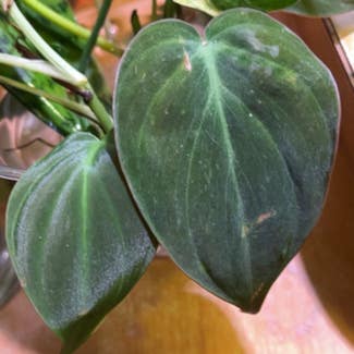 Philodendron Micans plant in Madison, Alabama