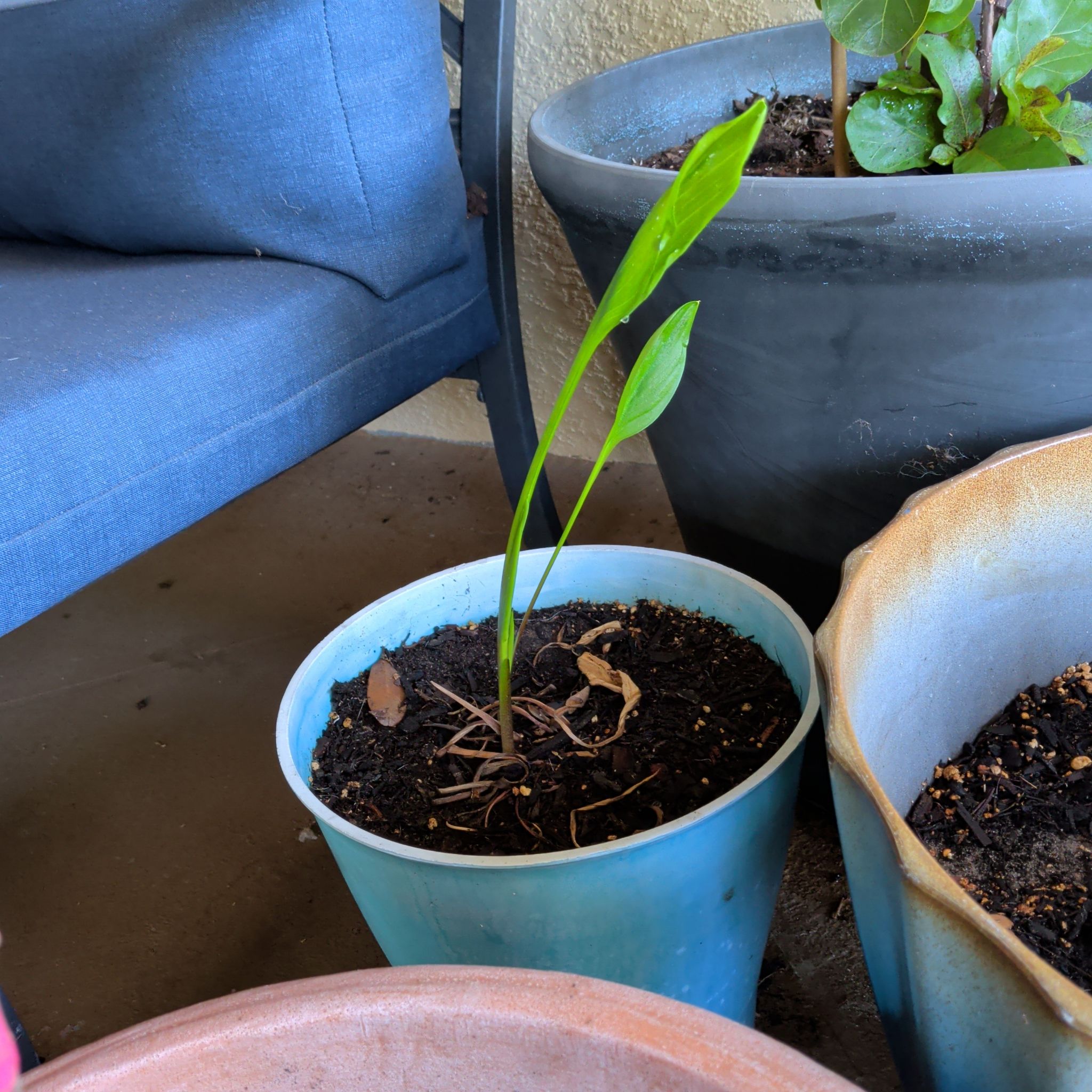 Photo of the plant species Calla Lily by @suhnflauur named Lanai - Zantedeschia on Greg, the plant care app