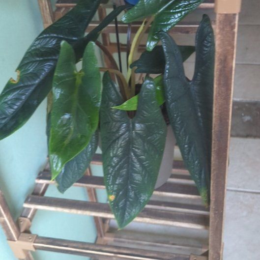 Photo of the plant species Red Scalprum by @suhnflauur named South window - Dorothy on Greg, the plant care app