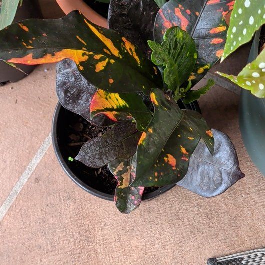 Photo of the plant species Magnificent Croton by @suhnflauur named Patio - Prism on Greg, the plant care app