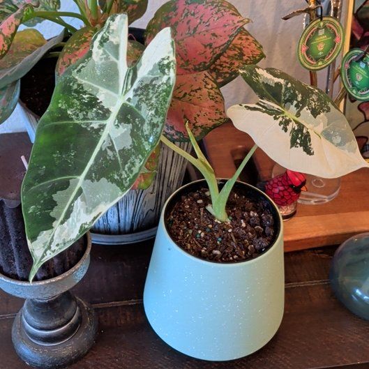 Photo of the plant species Alocasia Dawn Variegated by @suhnflauur named Front room - Dawn on Greg, the plant care app
