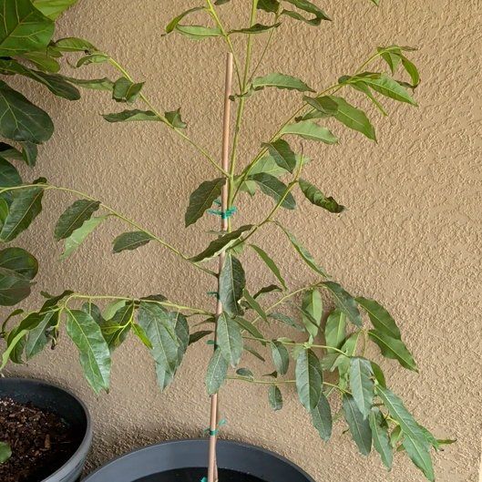 Photo of the plant species Rainbow Gum by @suhnflauur named Lanai - Prism on Greg, the plant care app