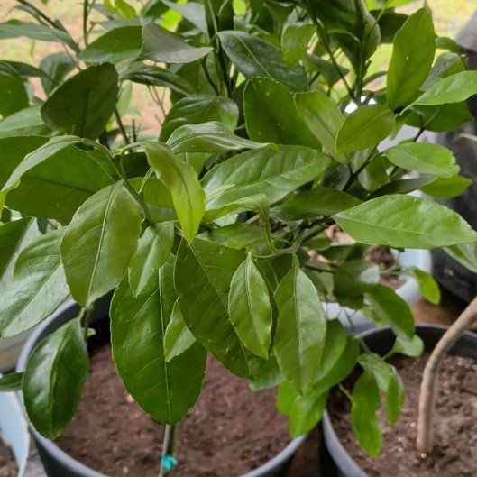 Photo of the plant species Satsuma by @suhnflauur named Lanai - Satsuma on Greg, the plant care app