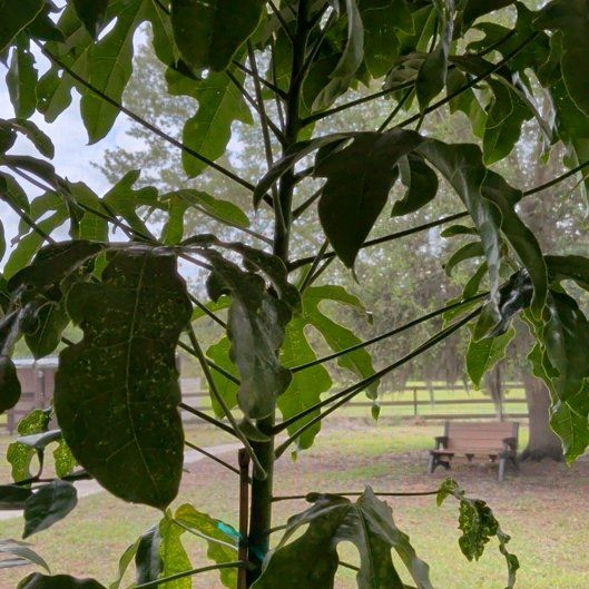 Photo of the plant species Flame Tree by @suhnflauur named Lanai - Charmeleon on Greg, the plant care app