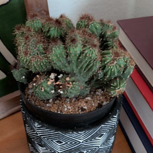 Photo of the plant species Peruvian Apple Cactus Monstrose by @suhnflauur named Front room - Sonora on Greg, the plant care app