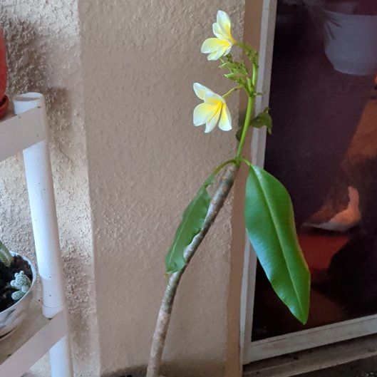 Photo of the plant species Singapore Graveyard Flower by @suhnflauur named Lanai - Melody on Greg, the plant care app