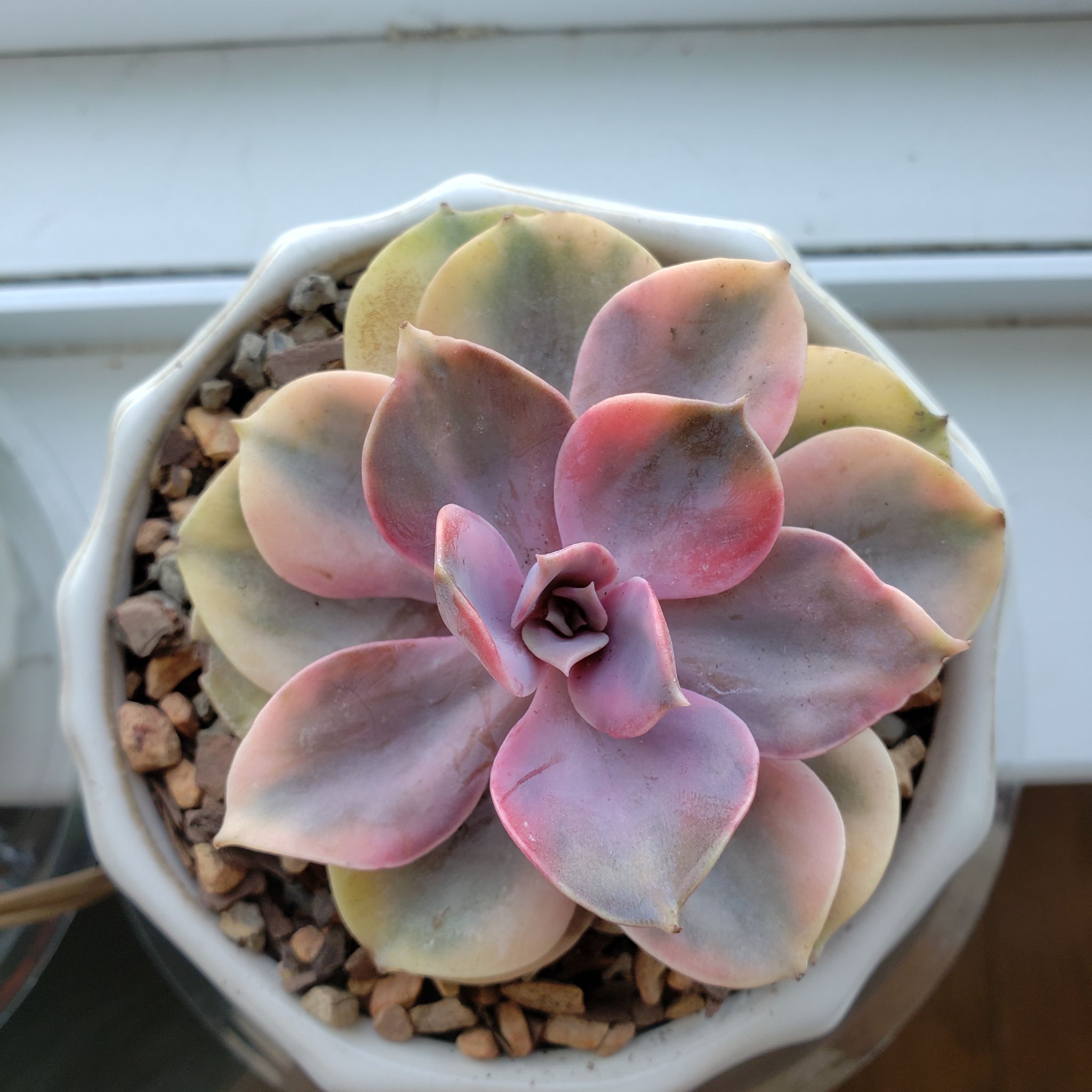 Photo of the plant species Rainbow Variegated Echeveria by @iLoveYouJennayy named Kylie on Greg, the plant care app