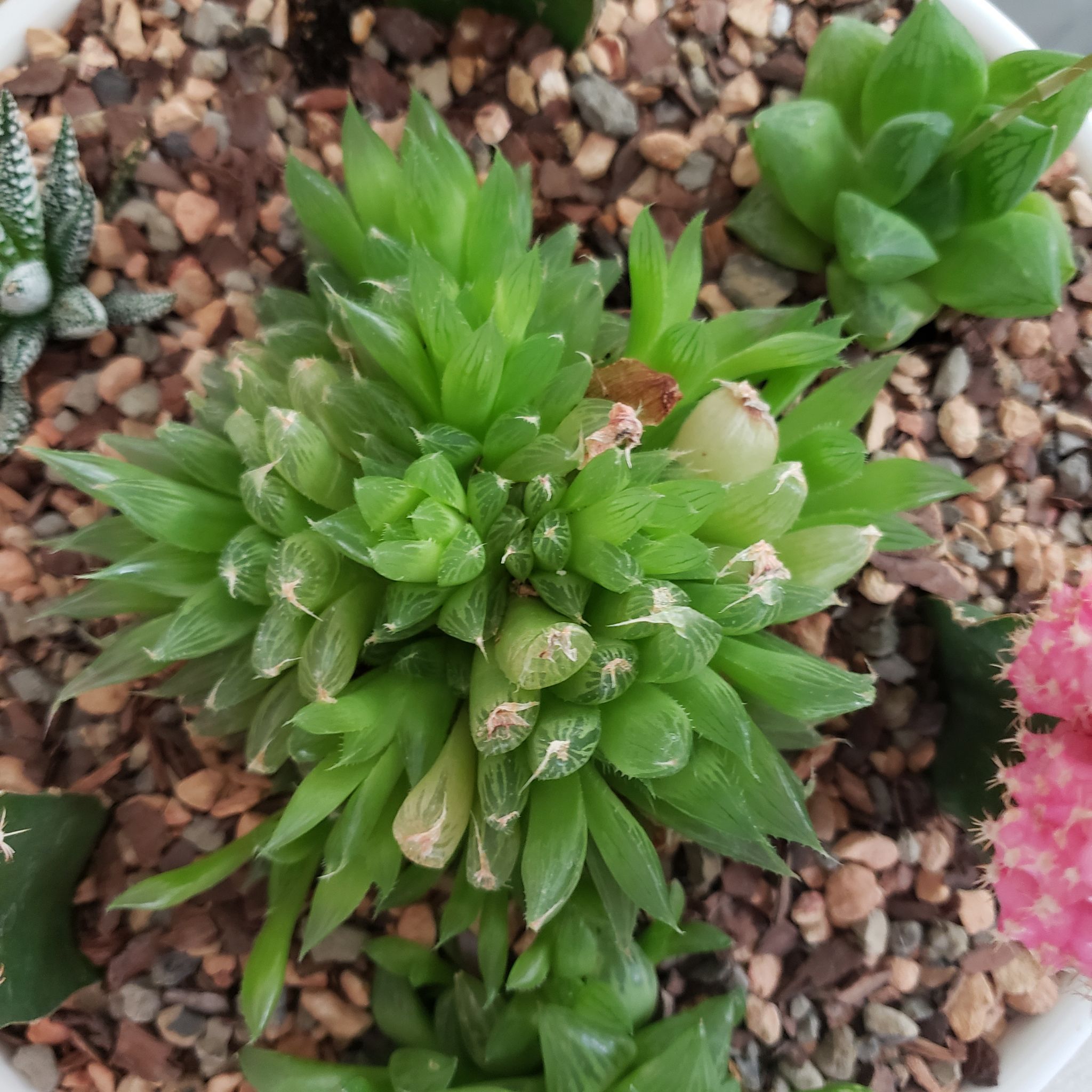 Photo of the plant species Haworthia Cooperi var. Cooperi by @iLoveYouJennayy named Thing on Greg, the plant care app