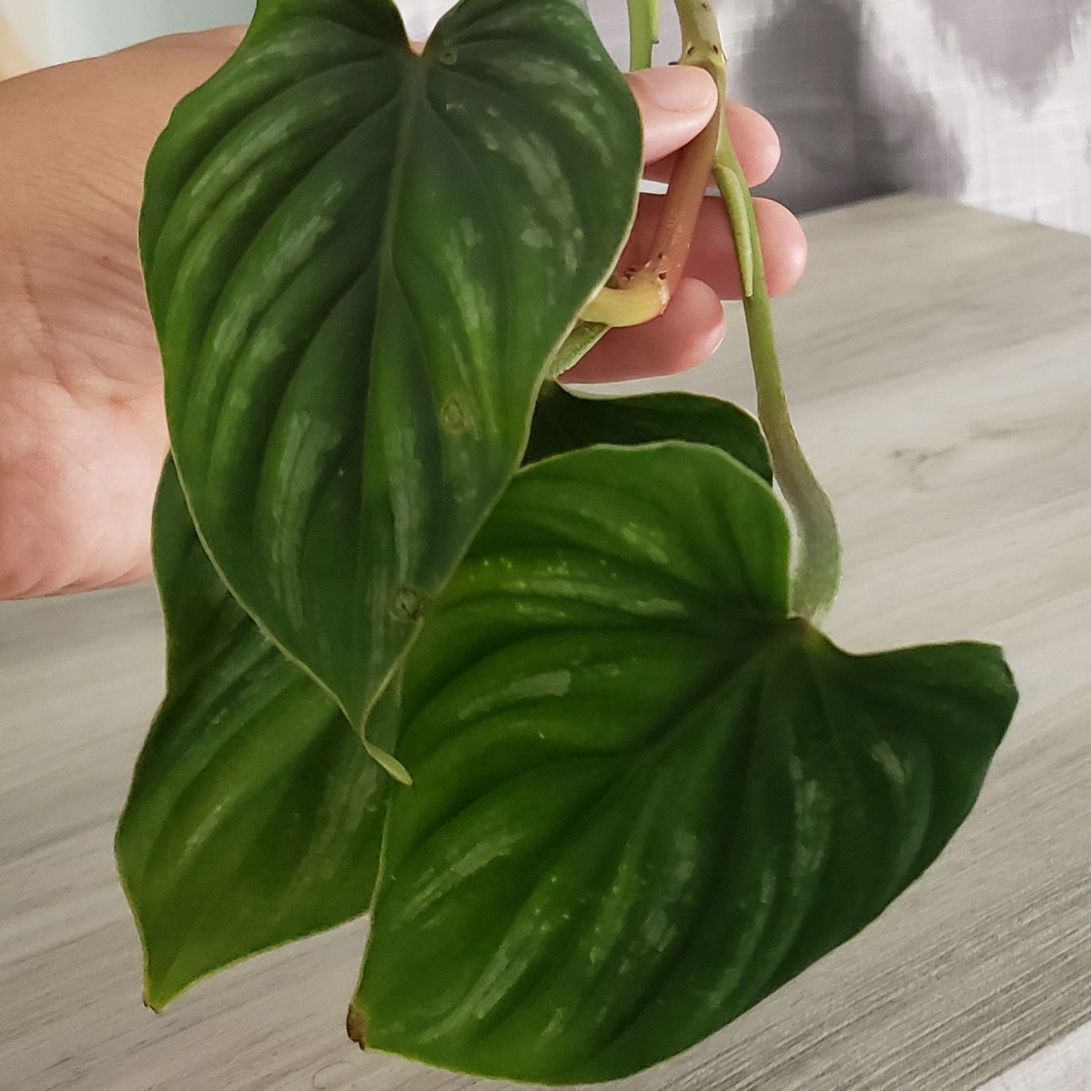 Philodendron plowmanii with two healthy leaves held by a hand.