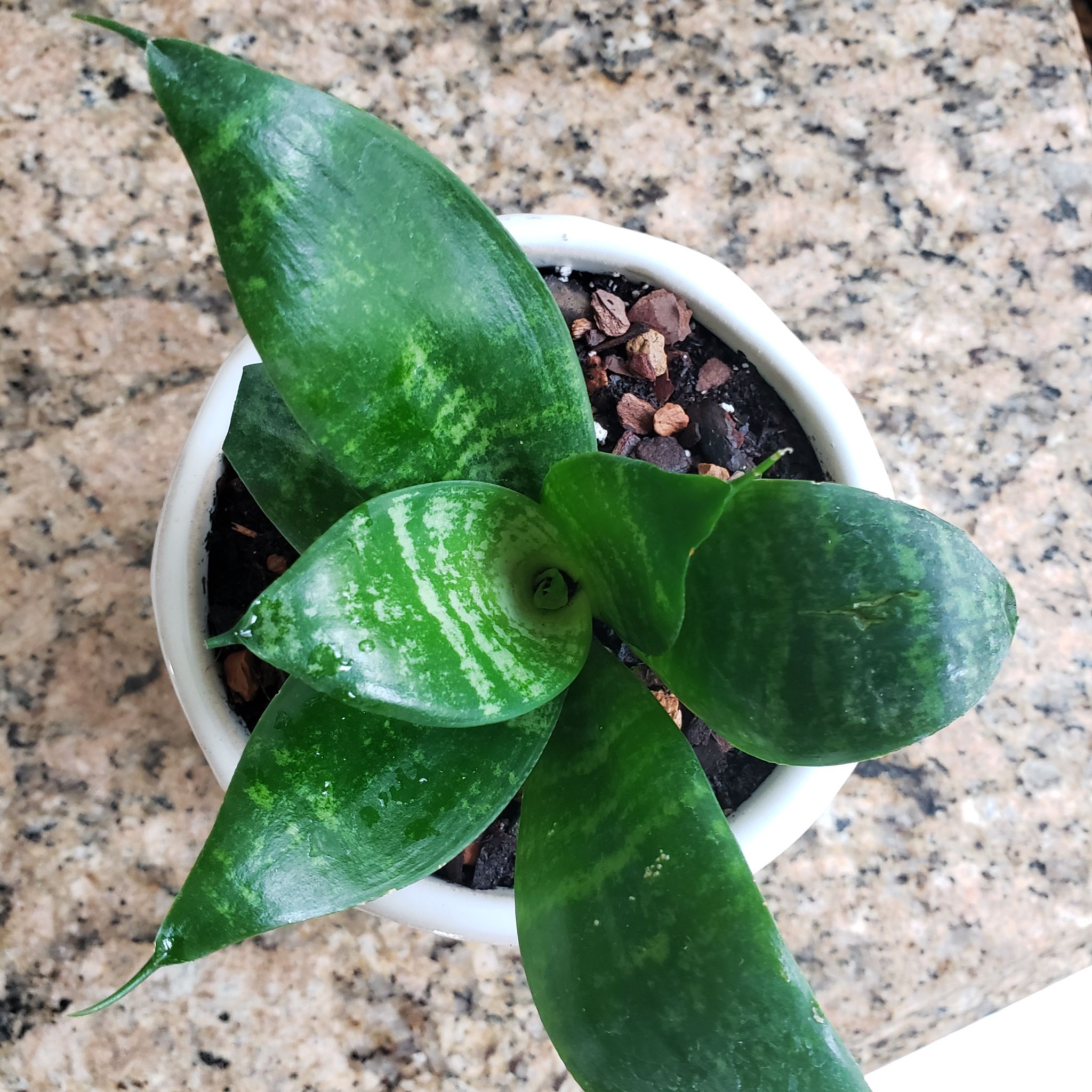 Photo of the plant species Silver Snake Plant by @iLoveYouJennayy named Mako on Greg, the plant care app
