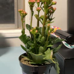 Florist Kalanchoe plant