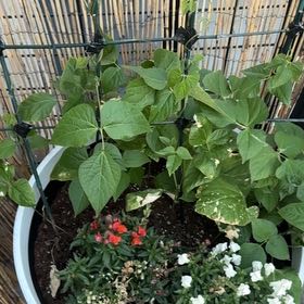 Photo of the plant species Scarlet Runner Bean by @StrongGasplant named Sol on Greg, the plant care app