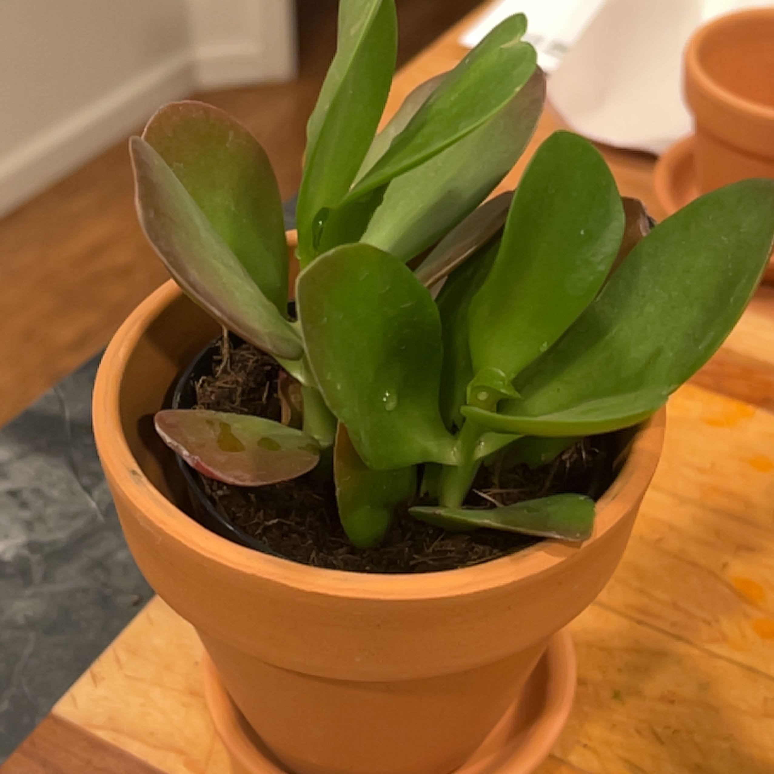 Kalanchoe 'Dragonfire' plant in a terracotta pot with slight browning on some leaves.