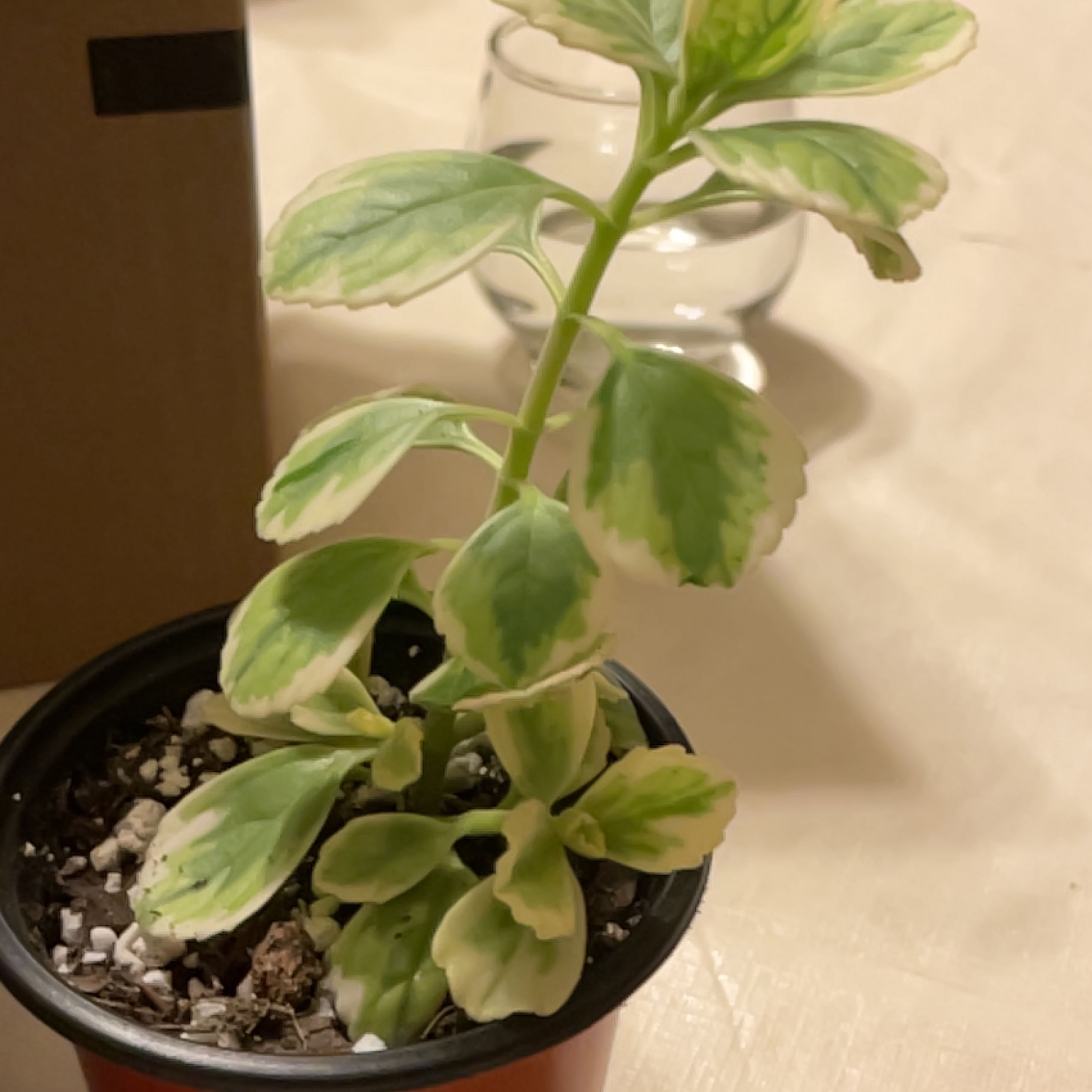 Photo of the plant species Variegated Lobster Flower by @sarahkclement13 named Cleopatra on Greg, the plant care app