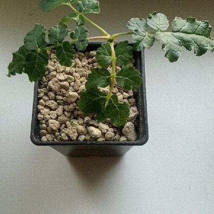 Photo of the plant species Boswellia sacra by @FieryGlasswort named Rainier on Greg, the plant care app