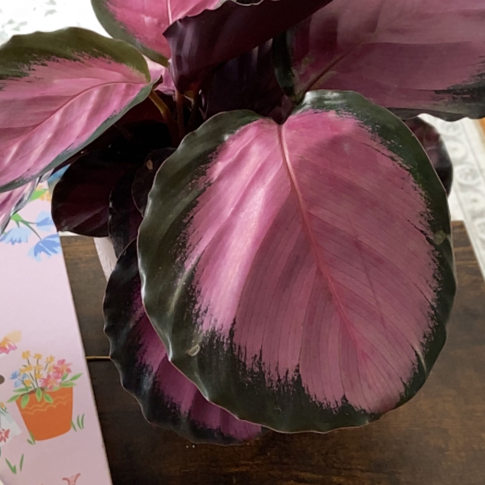 Plant care for Calathea Corona on Greg, the plant care app