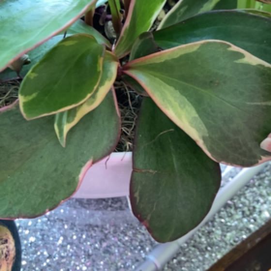 Photo of the plant species Peperomis Tricolor by @HeartyCebenese named Peperomia Tricolor on Greg, the plant care app