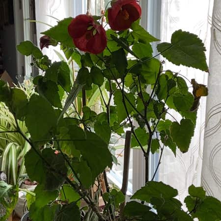Photo of the plant species Flowering Maple by @HeartyCebenese named My Lady on Greg, the plant care app