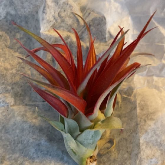 Photo of the plant species Burnt Umber airplant by @HeartyCebenese named Air Lucy on Greg, the plant care app