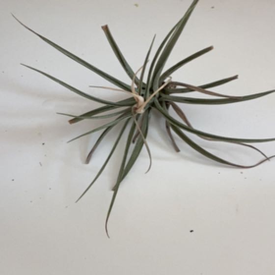 Photo of the plant species Tillandsia Bergeri by @HeartyCebenese named Air Bergeri on Greg, the plant care app